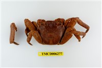 藏品(白紋方蟹)的圖片